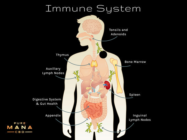 CBD and Your Immune System