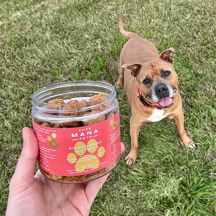 Discount store dog products